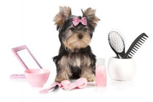 Pet Yorkshire Terrier All Set to be Groomed