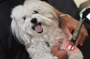 A Pet Dog Being Subjected to K Laser Therapy