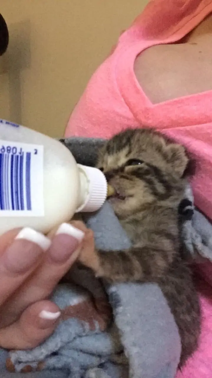 Kitten Being Fed in our Pet Boarding Facility