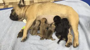 A Pet Dog and Puppies