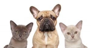 French Bulldog and Cat Veterinary Wellness Center