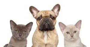 French Bulldog and Cat Veterinary Wellness Center