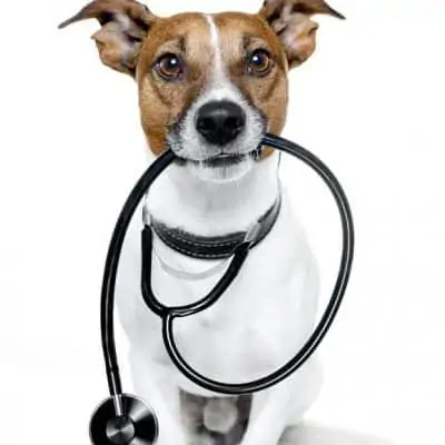 Importance of Pet Wellness Exam