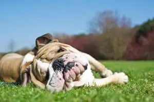 Bulldog Airway Obstruction Syndrome