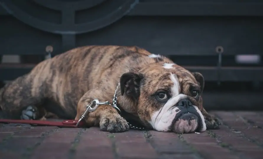 English bulldog losing hair in small patches best sale