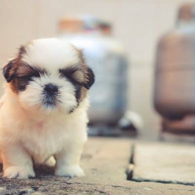 Beginners tips to training a puppy