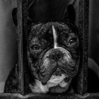 Daily care checklist for your bulldog