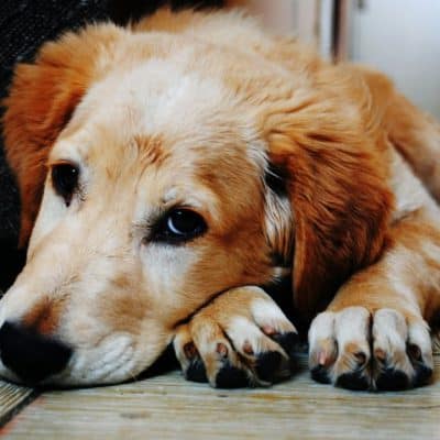 Tips to control excessive dog shedding