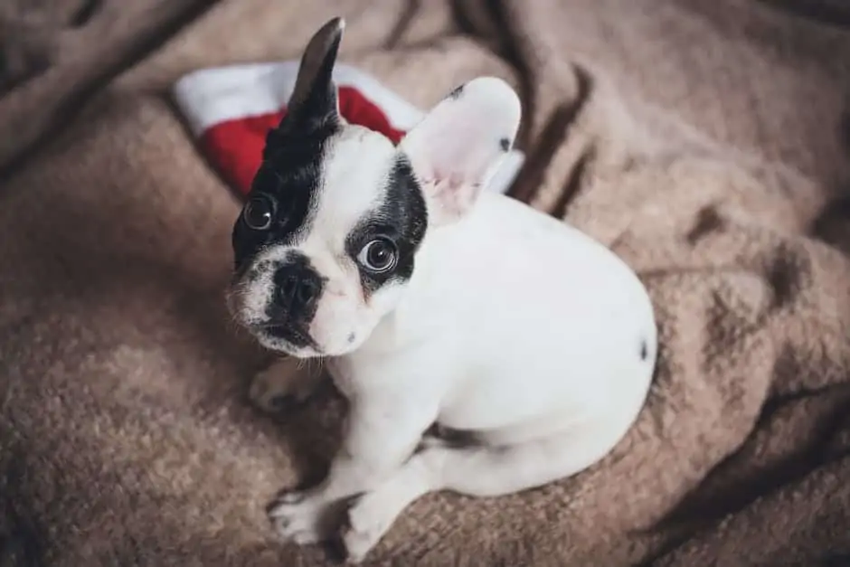 tips-to-take-care-of-french-bulldog-puppies