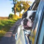 Tips to Travel with your Pet Dog