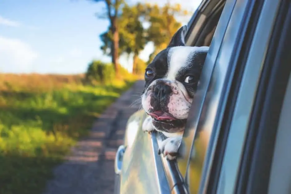 Tips to Travel with your Pet Dog