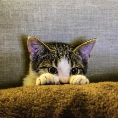 Common Cat allergies to keep an eye out for