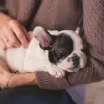 Tips to Care for your English Bulldog Puppy