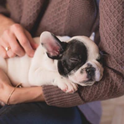 Tips to Care for your English Bulldog Puppy