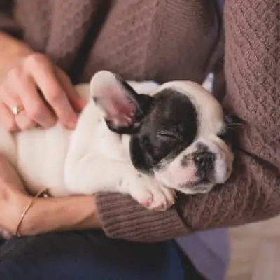 Tips to Care for your English Bulldog Puppy
