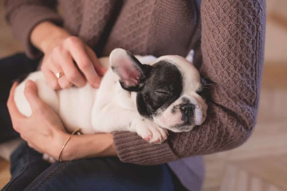 english bulldog puppies sleeping