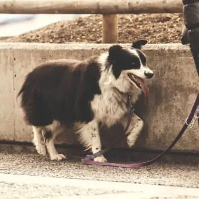 Tips to leash train your dog