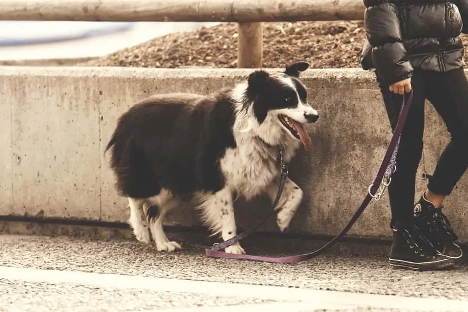 Tips to leash train your dog