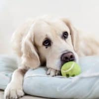 An overview on separation anxiety in dogs