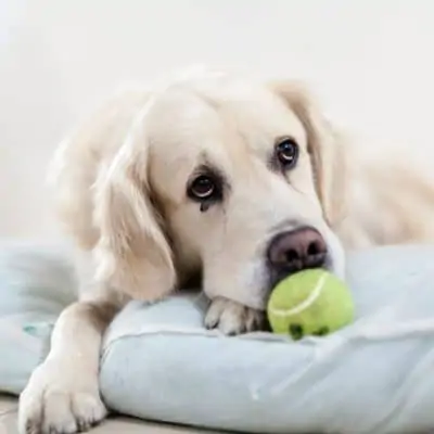 An overview on separation anxiety in dogs