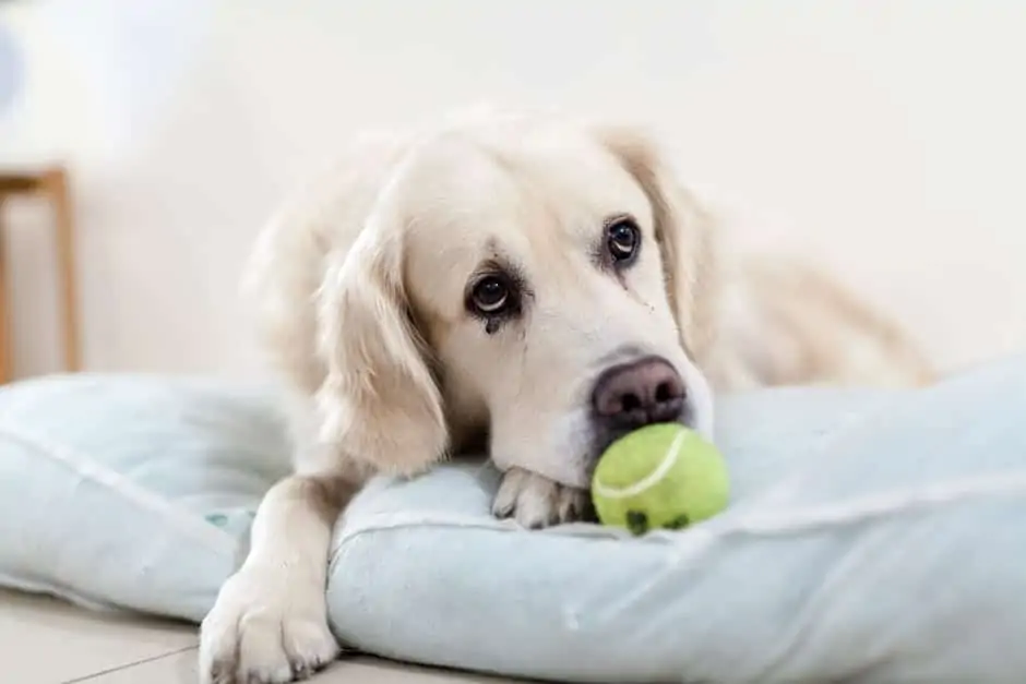 An overview on separation anxiety in dogs