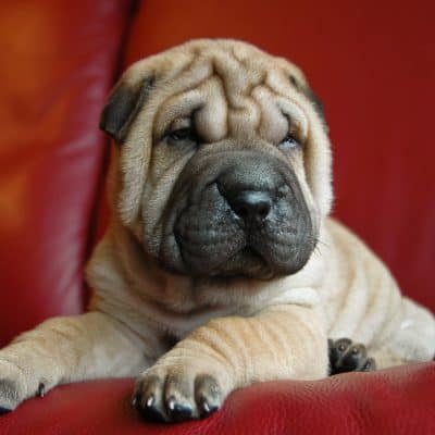 Tips to Consider when Relocating your Brachycephalic Pet