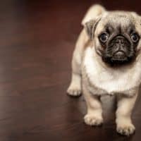 An overview of Stenotic nares in brachycephalic dogs