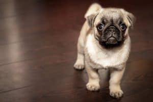 An overview of Stenotic nares in brachycephalic dogs
