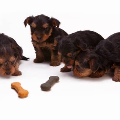 Toxic or danger food for dogs and the consequence of each