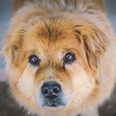 Treatment, symptoms and causes of corneal ulcers in dogs