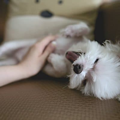 Dog shedding: what you need to know