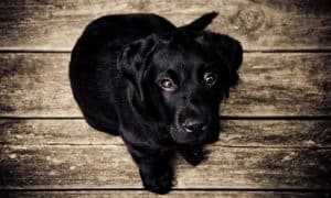 Cherry Eyes in dogs: what you need to know