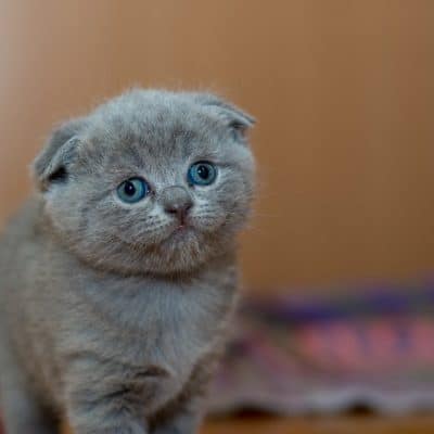 Kitten bottle feeding tips