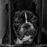 Some unknown facts about French bulldog