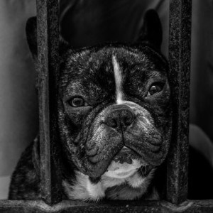 Some unknown facts about French bulldog