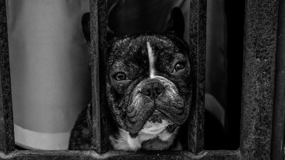 Some unknown facts about French bulldog