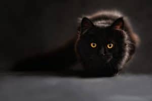 The most popular cat myths debunked PART 2