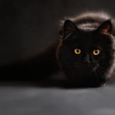 The most popular cat myths debunked PART 2