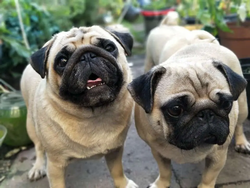 Pugs are hot sale so cute