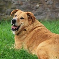 Common behavioral issues observed in overweight dogs