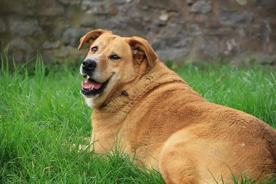 Common behavioral issues observed in overweight dogs