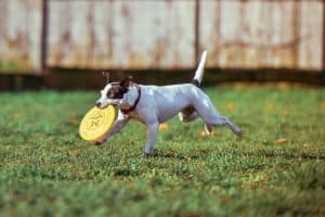 How to help your dog loose weight