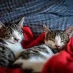 Tips to raising two cats together