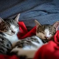 Tips to raising two cats together