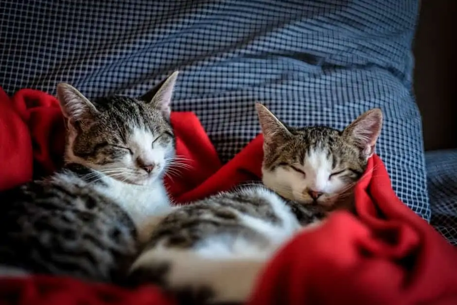 Tips to raising two cats together