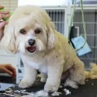 5 Dog Grooming Mistakes to Avoid