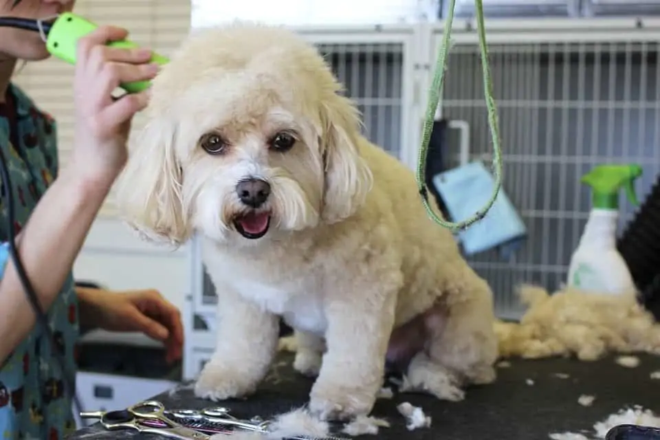 5 Dog Grooming Mistakes to Avoid