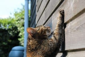 Cat scratching and solutions