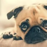 Pug Care: Frequently asked questions