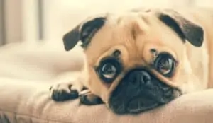Pug Care: Frequently asked questions